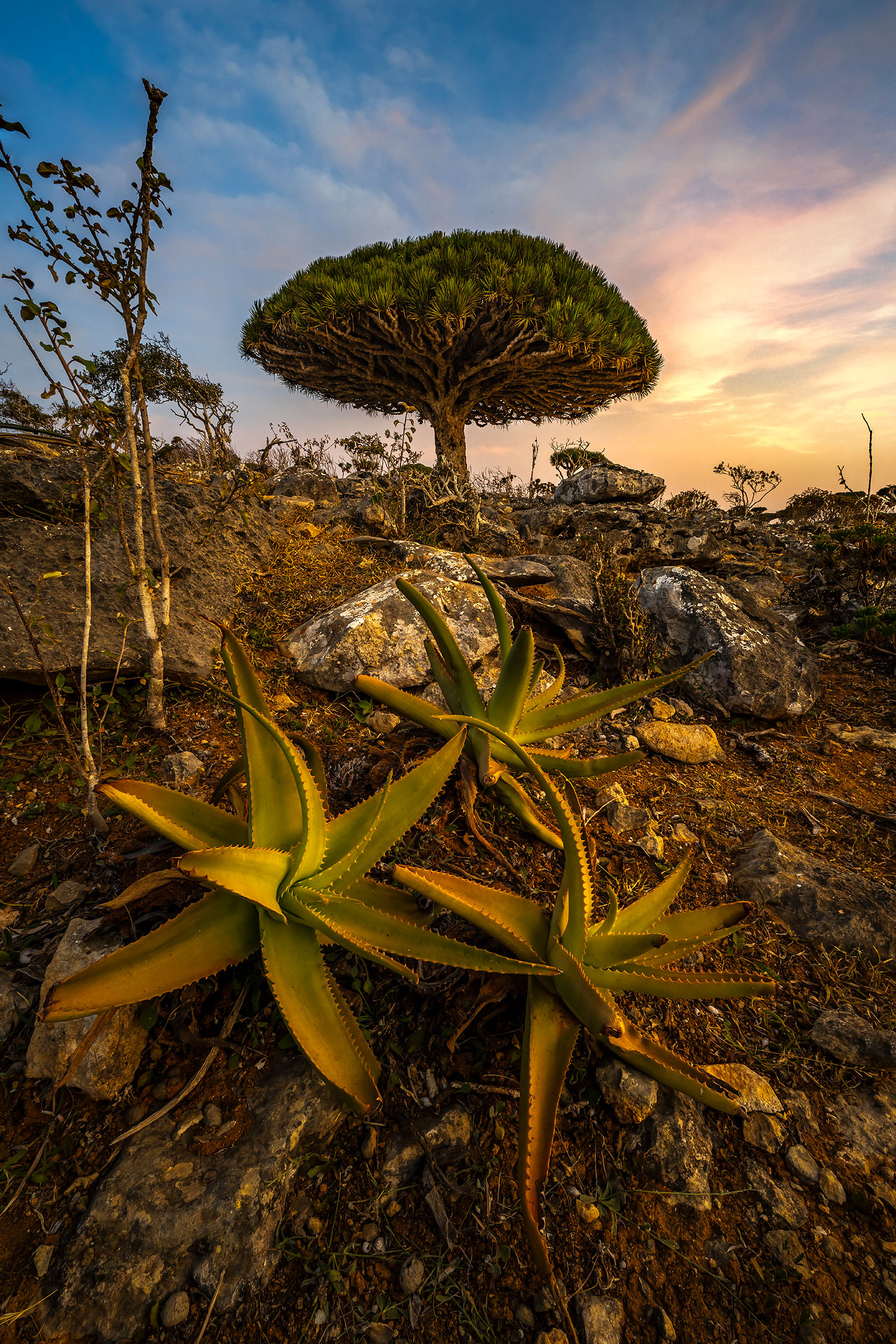 Firmihin Forest, Socotra Island