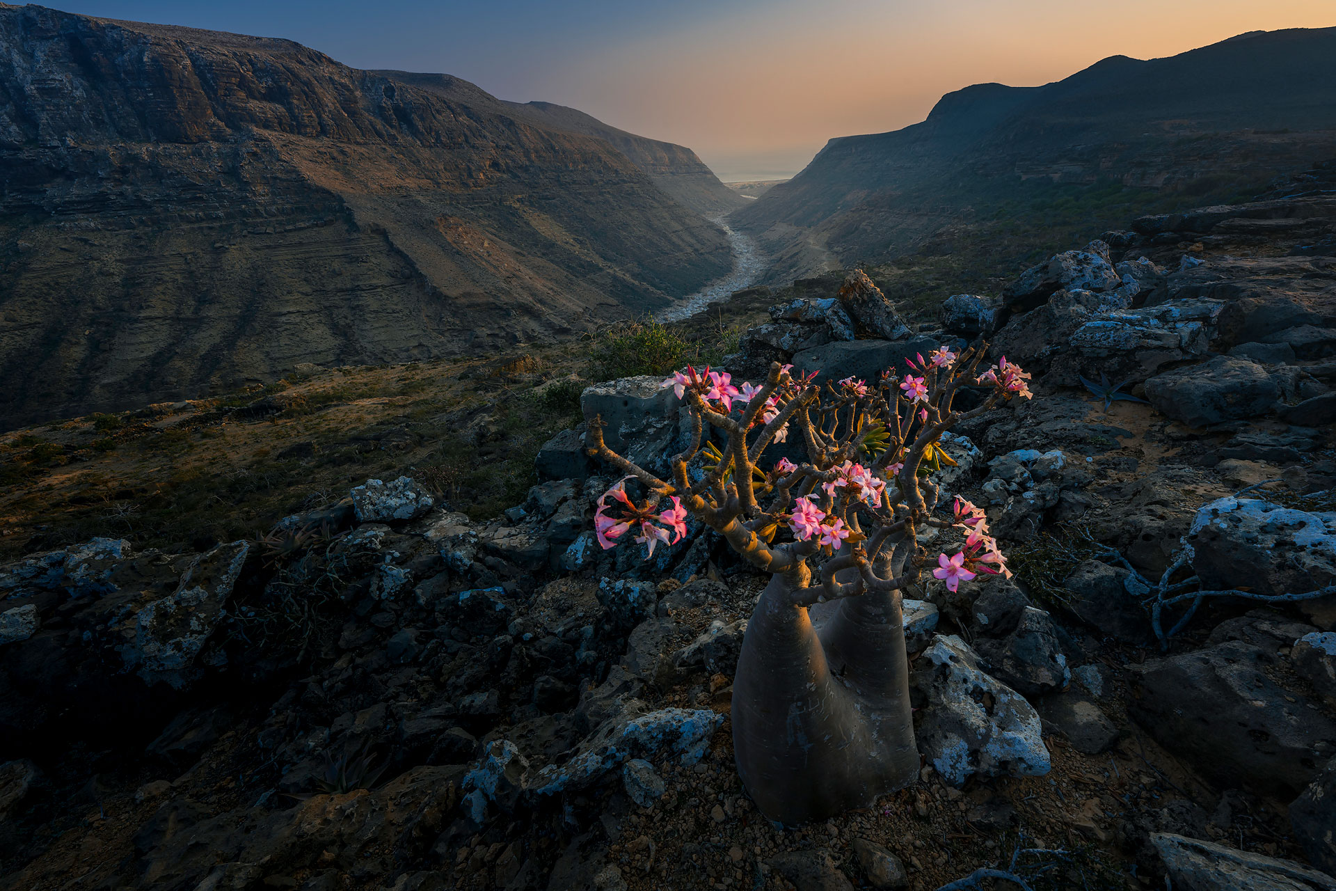 Bottle Tree, Socotra Island, Yemen