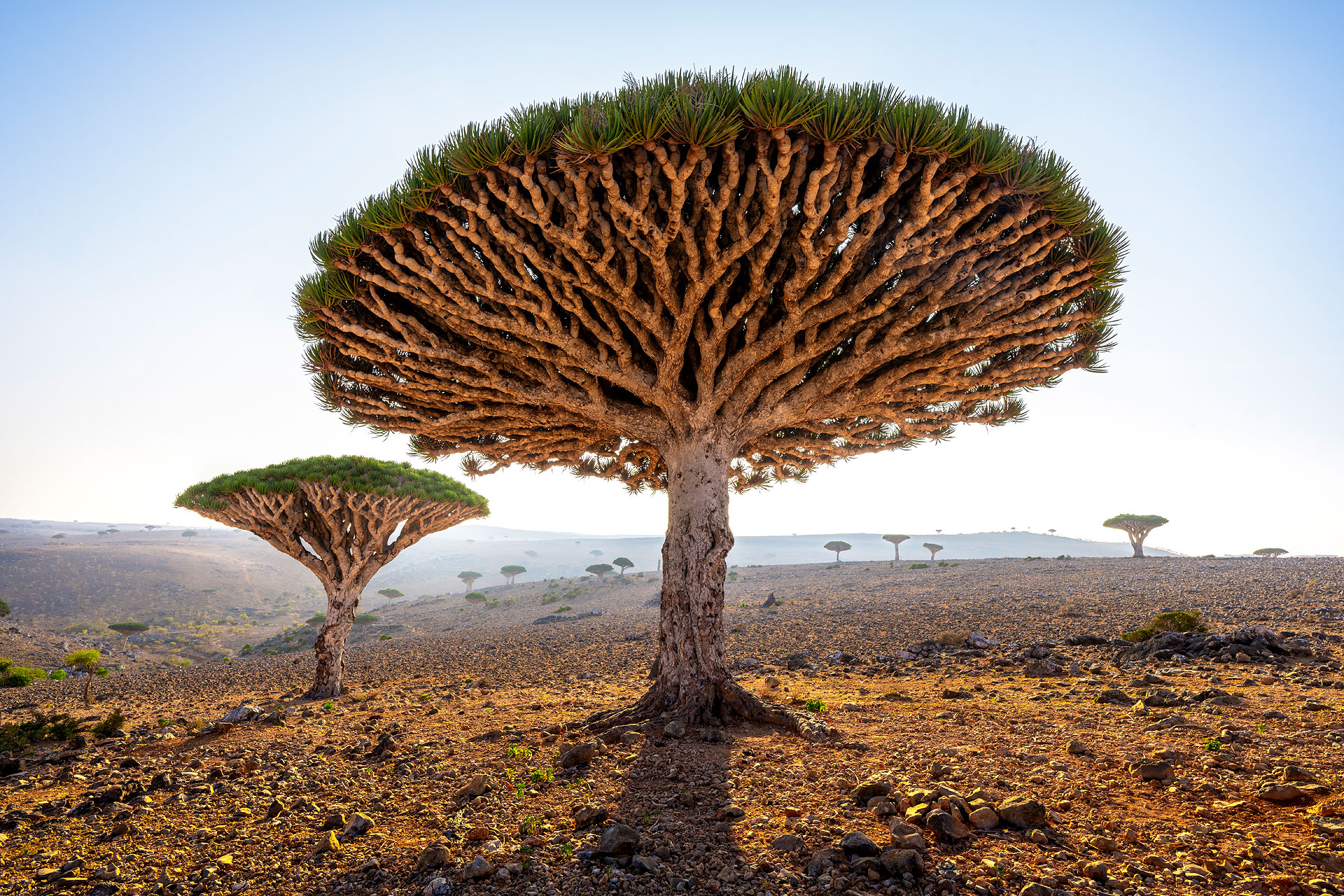 Dixam, Socotra Island