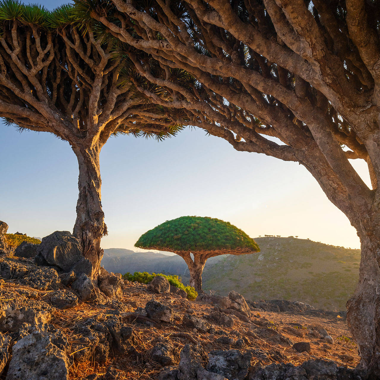 Dixam, Socotra Island